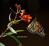 A migrating monarch butterfly stops on Halloween, Oct. 31 to sip nectar from a milkweed in a Vacaville garden. She was on her way to an overwintering site in coastal California. (Photo by Kathy Keatley Garvey)